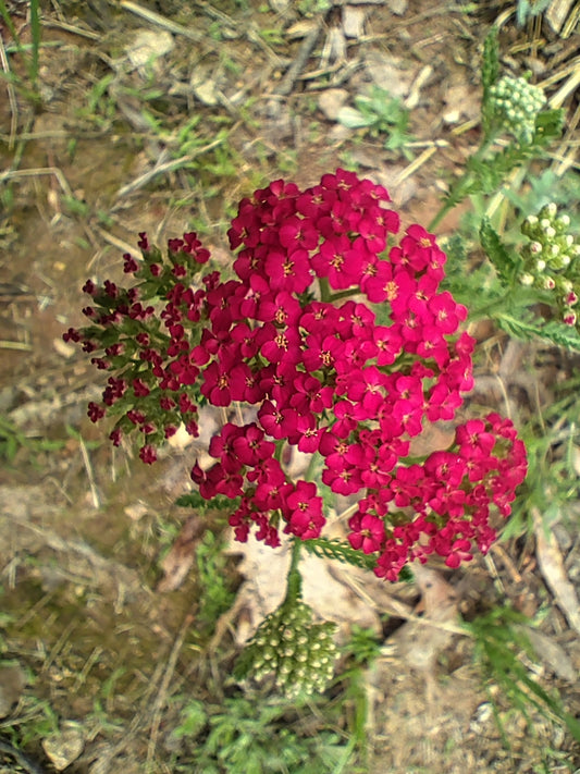 Yarrow 'Paprika'- Achillea millefolium