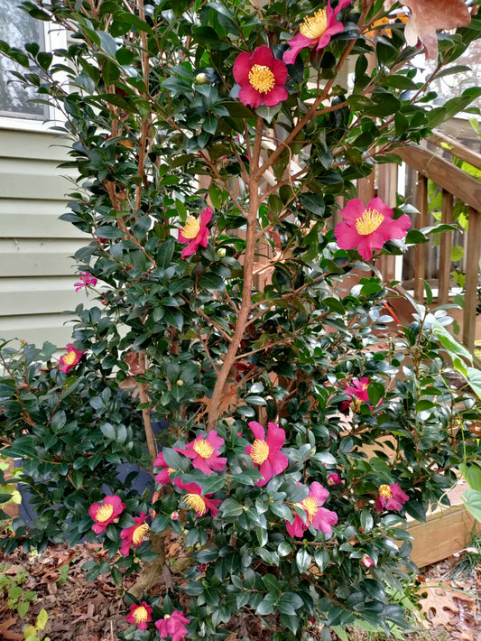 Camellia 'Yuletide' - Camellia sasanqua