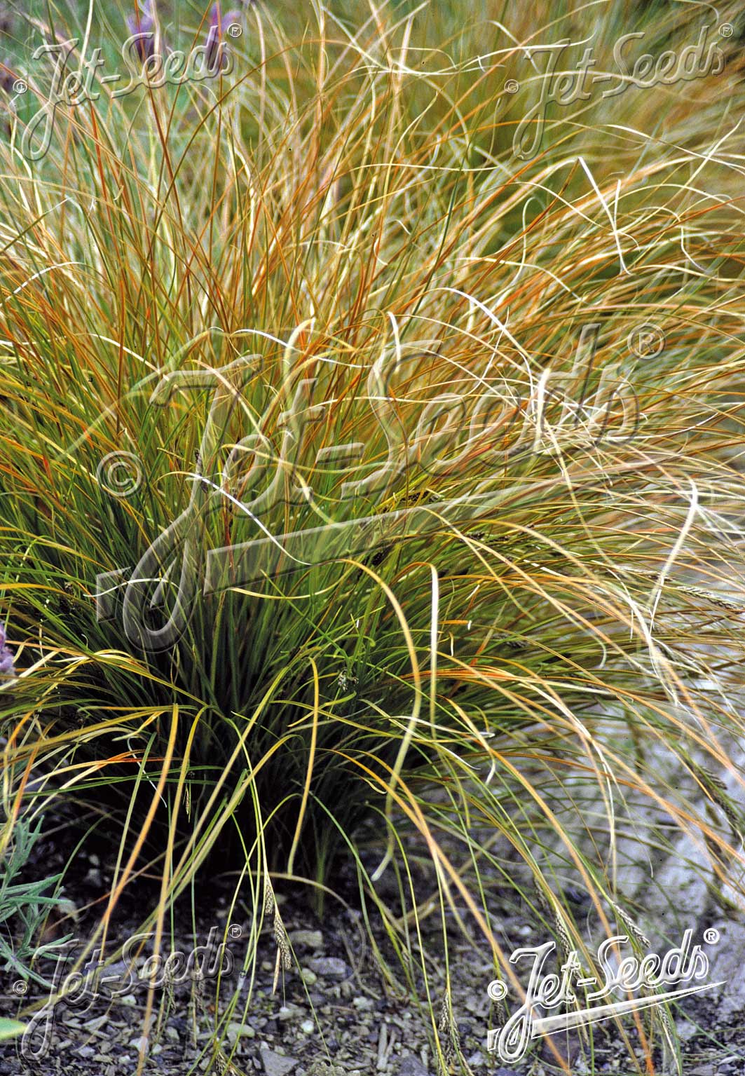 Carex 'Prairie Fire' - Carex testacea