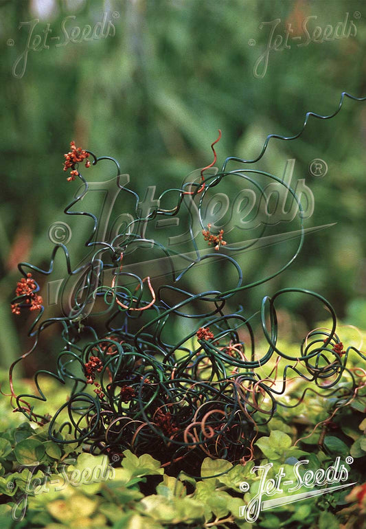 Juncus filiformis 'Spiralis'