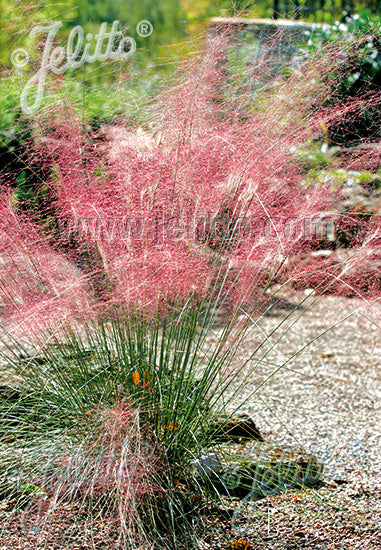 Pink Muhly Grass - Muhlenbergia capillaris