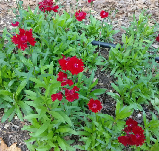 Dianthus 'Rockin Red' - Sweet William