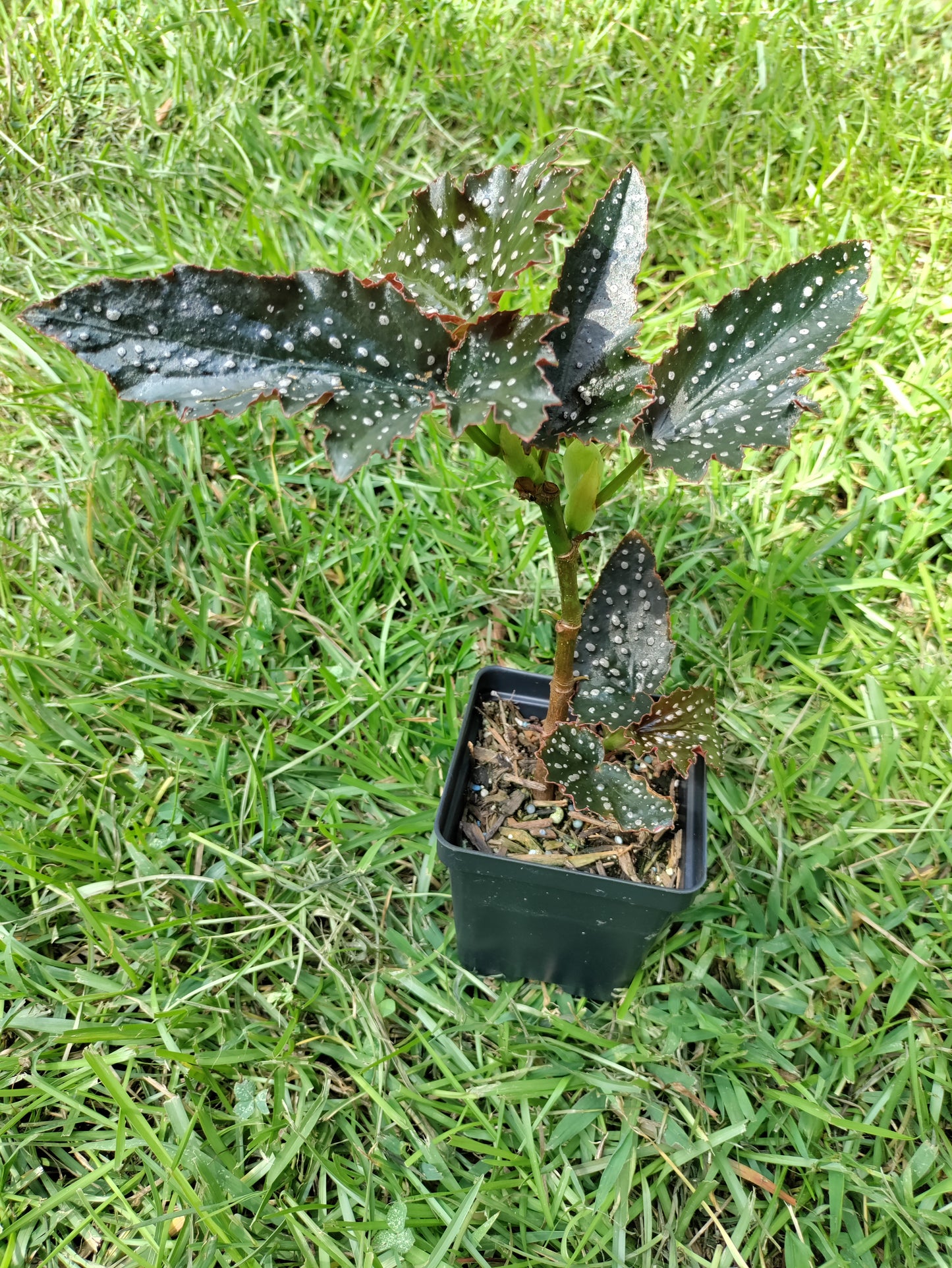 Angel Wing Begonia 'Fannie Moser' - polka dot begonia