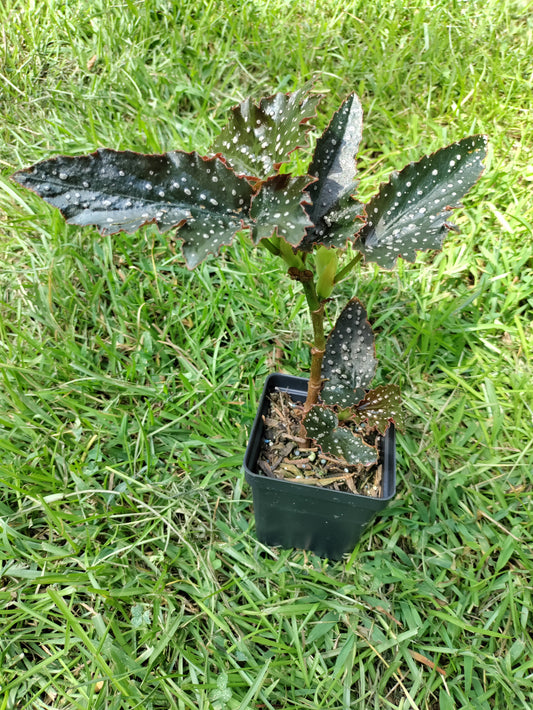 Angel Wing Begonia 'Fannie Moser' - polka dot begonia
