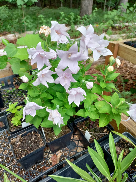 Balloon Flower Pink - 'Astra Semi-double' - Platycodon