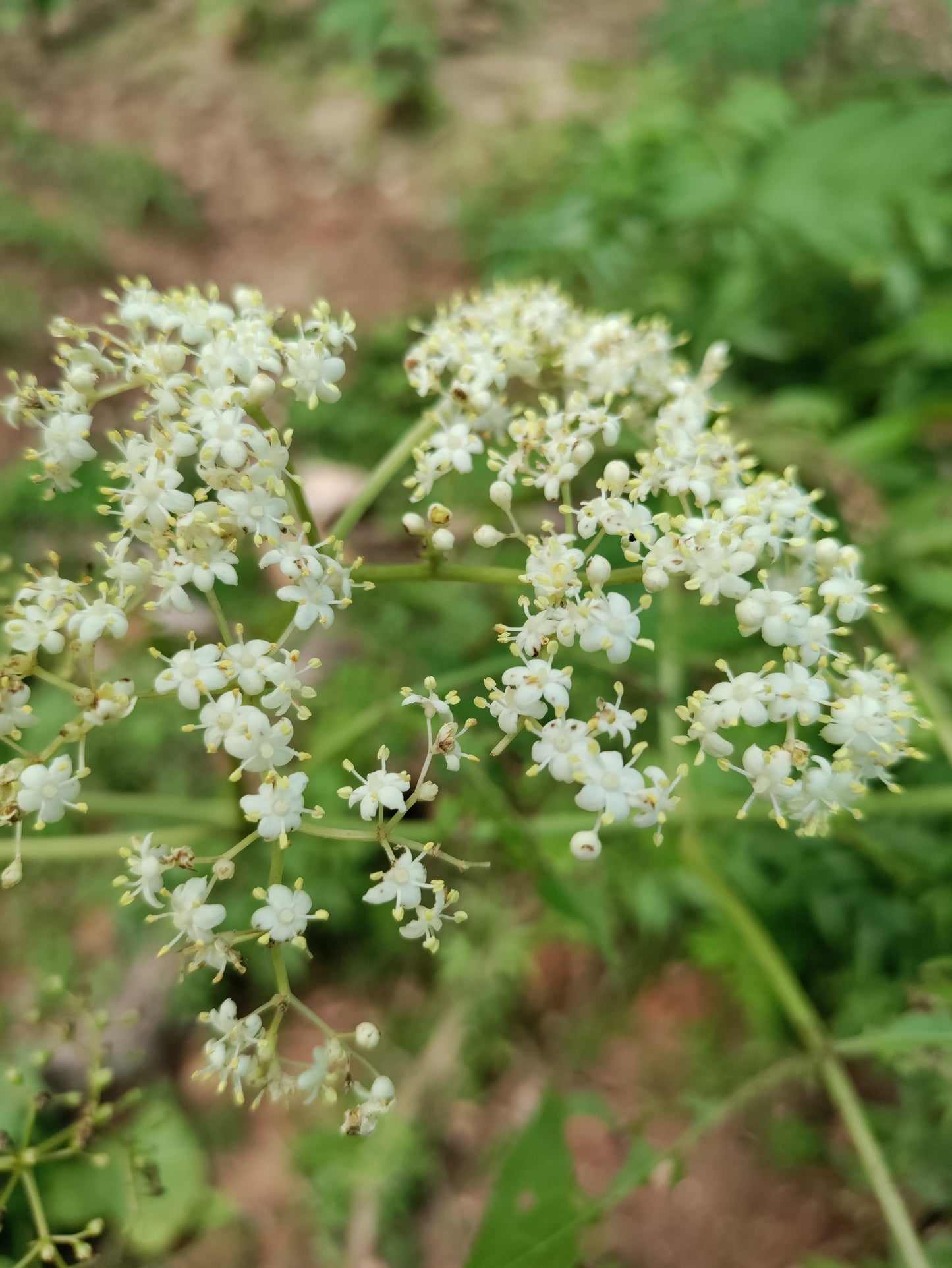 Elderberry 'Adams' - Sambucus canadensis