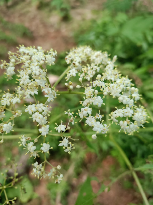 Elderberry 'Adams' - Sambucus canadensis