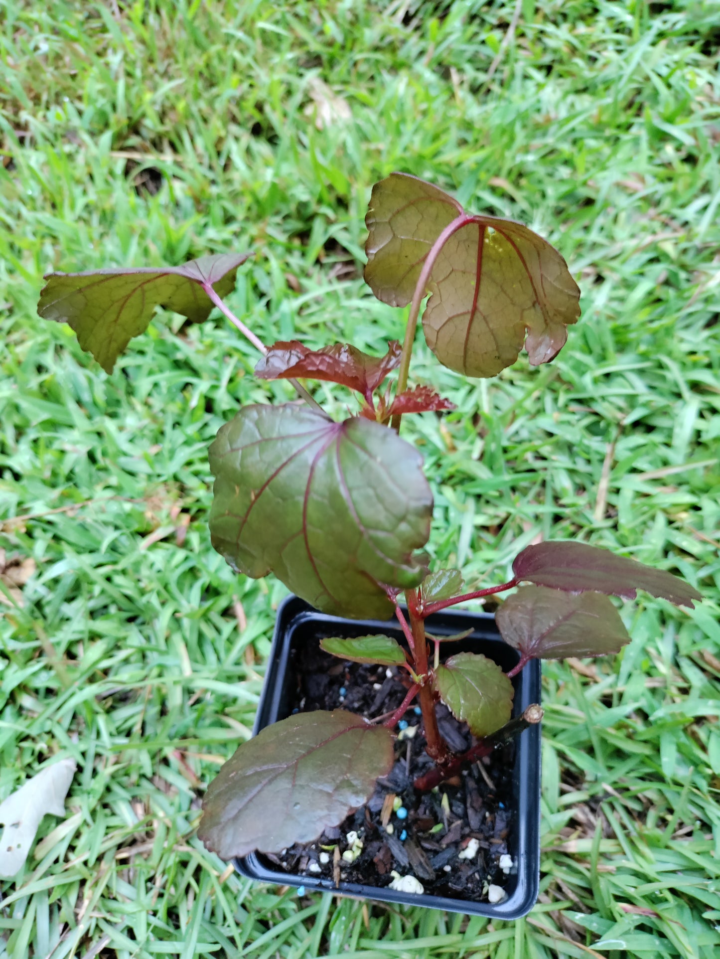 Cranberry Hibiscus - Hibiscus Acetosella - False Roselle