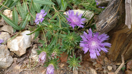 Stoke's Aster - Stokesia laevis