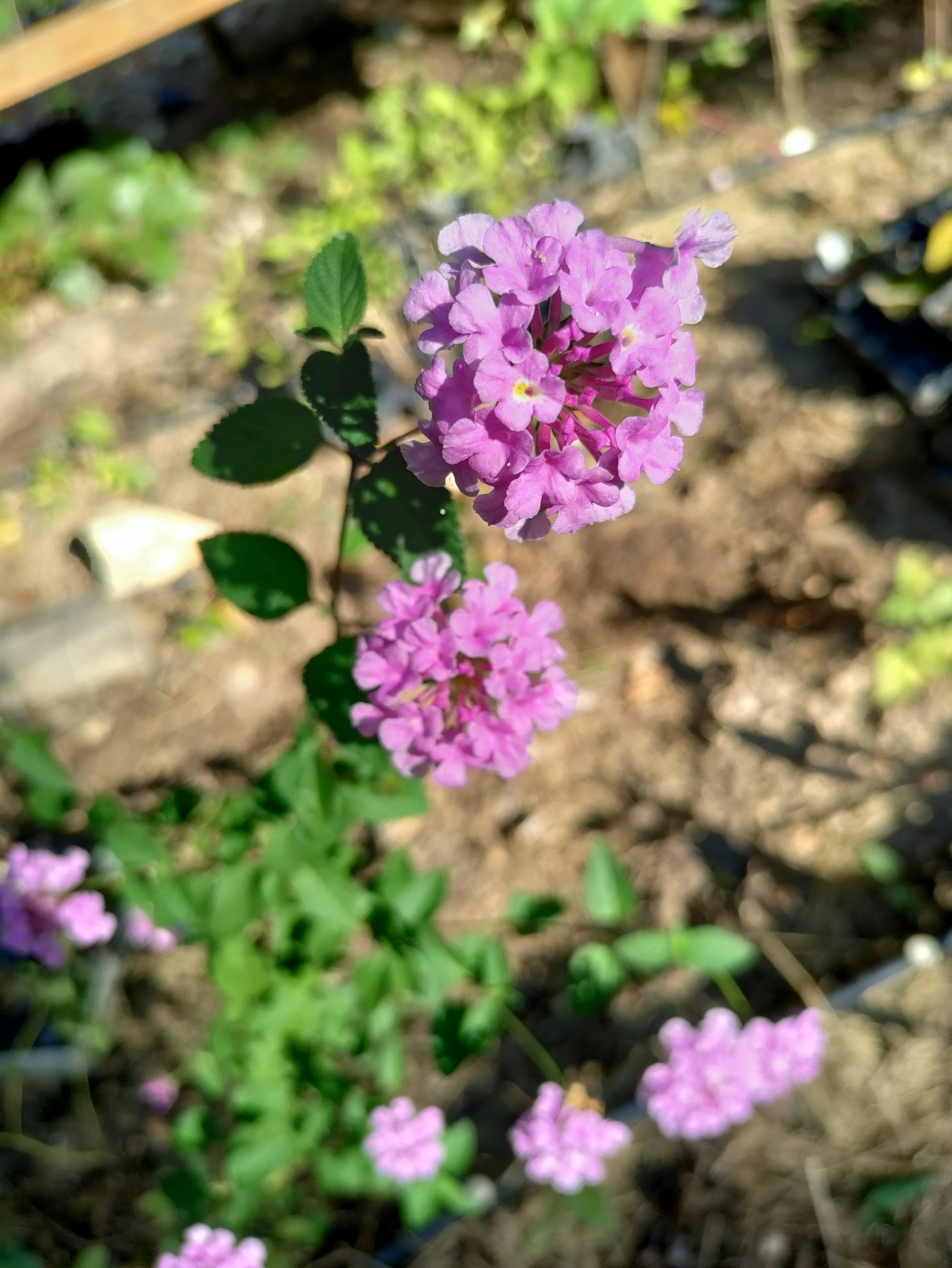 trailing lavender lantana plant Lantana trailing purple