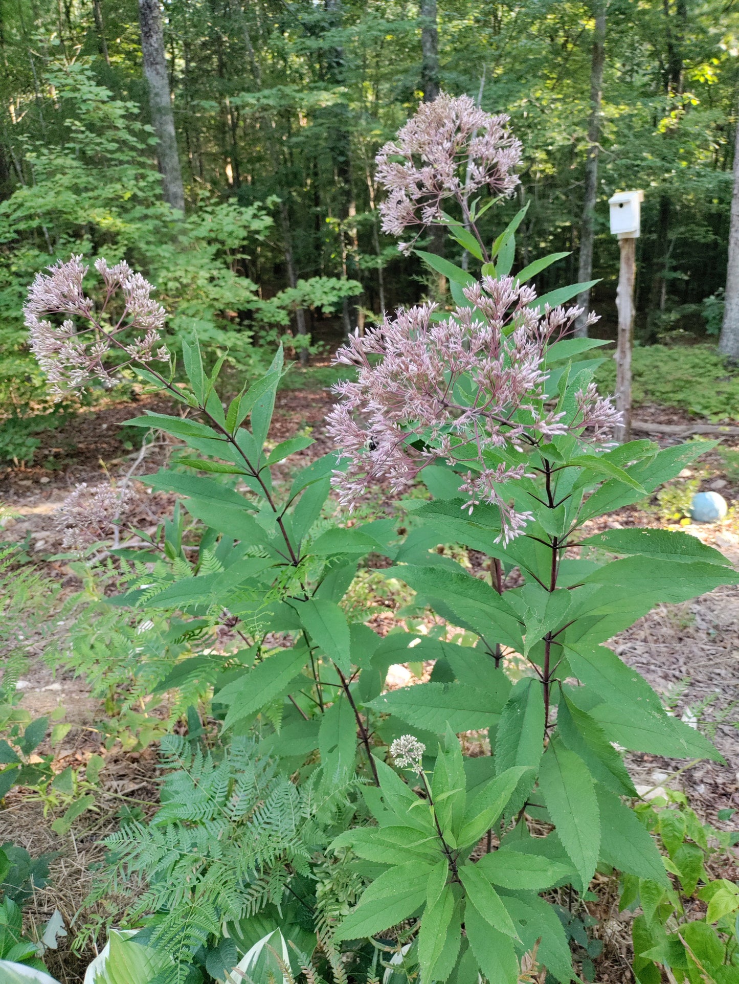 Joe Pye Weed 'Gateway' - Eupatorium maculatum