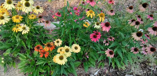 Echinacea 'Cheyenne Spirit' -  Coneflower