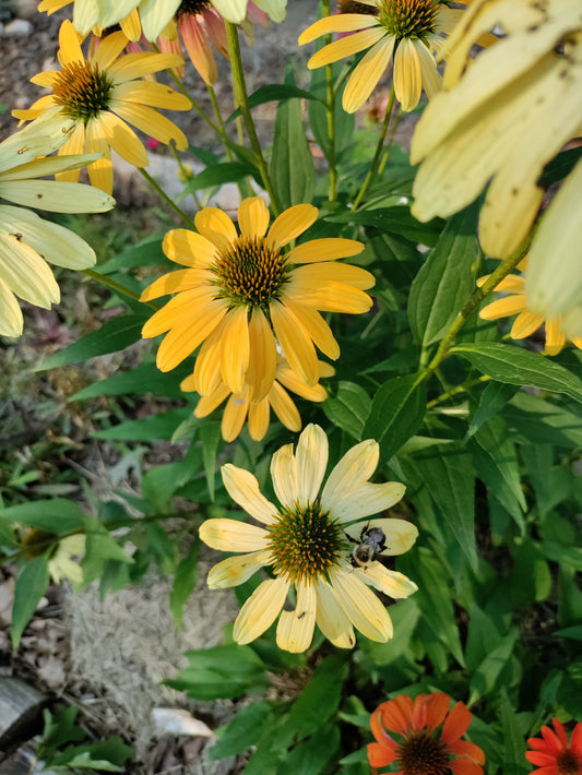 Echinacea 'Cheyenne Spirit' -  Coneflower
