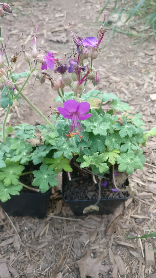 Cranesbill Geranium Pink 'Bevan's Variety' - Geranium maculatum