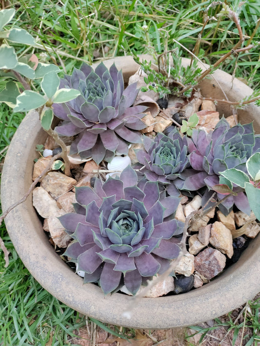 Sempervivum 'Purple Beauty' - Hen and Chicks