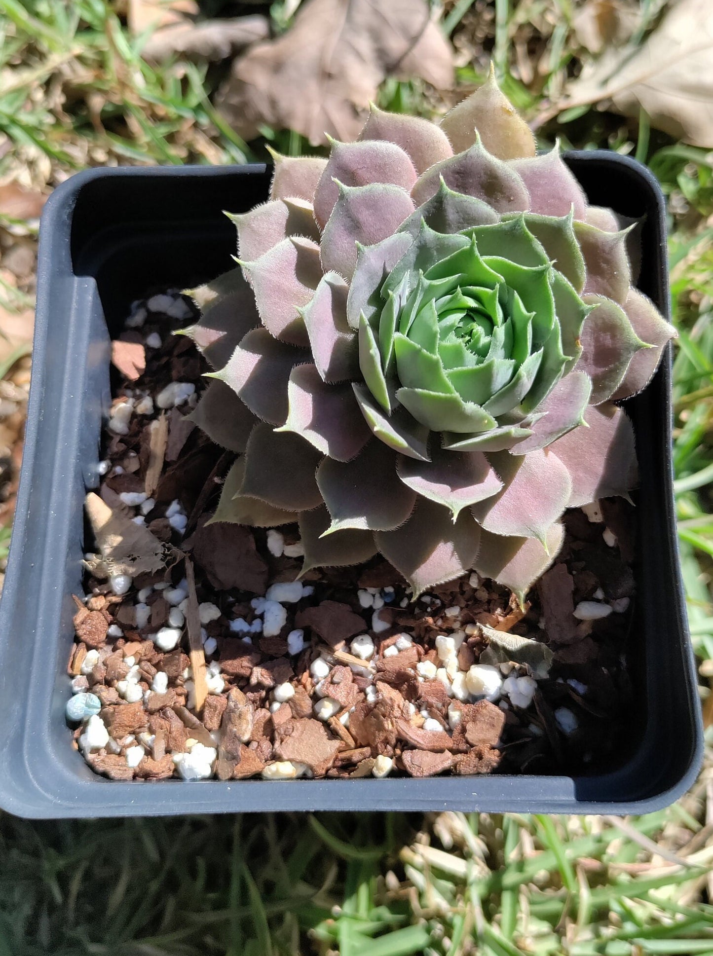 Sempervivum 'Purple Beauty' - Hen and Chicks