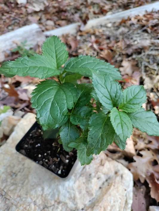 Turtlehead 'Hot Lips' - Chelone lyonii