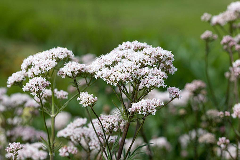 valerian potted plant Valerian - Valeriana officinalis