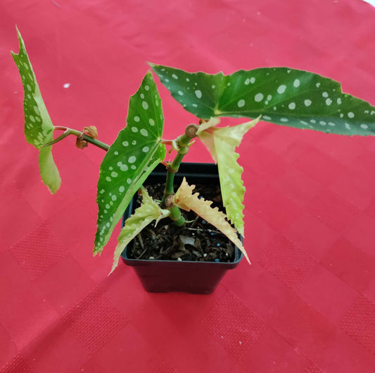 Begonia 'My Special Angel' - polka dot begonia