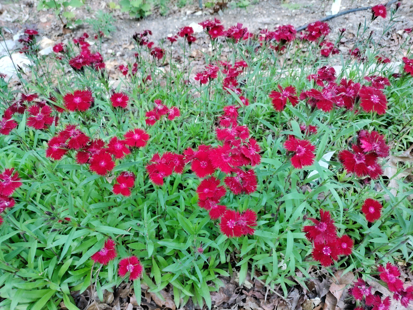 Dianthus 'Rockin Red' - Sweet William