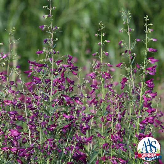 Penstemon 'Twizzle Purple' - Penstemon barbatus