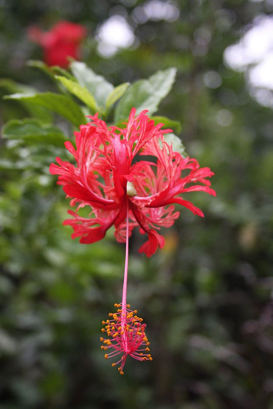 Hibiscus Schizopetalus - Japanese Lantern