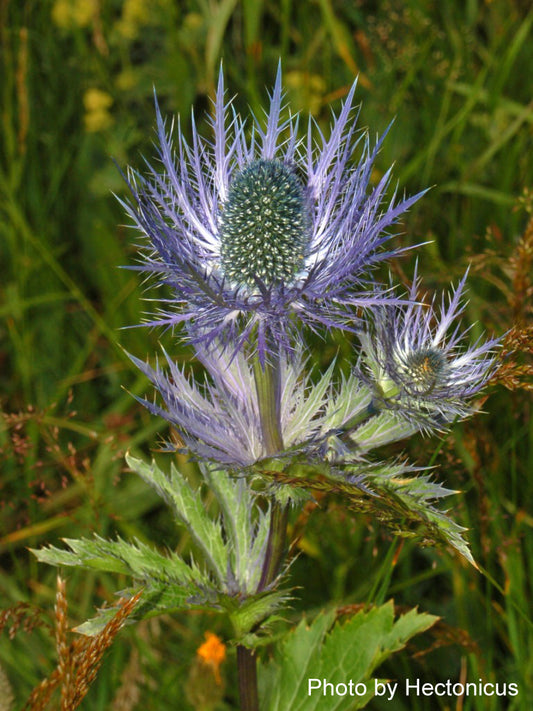 Alpine Sea Holly - Eryngium alpinum