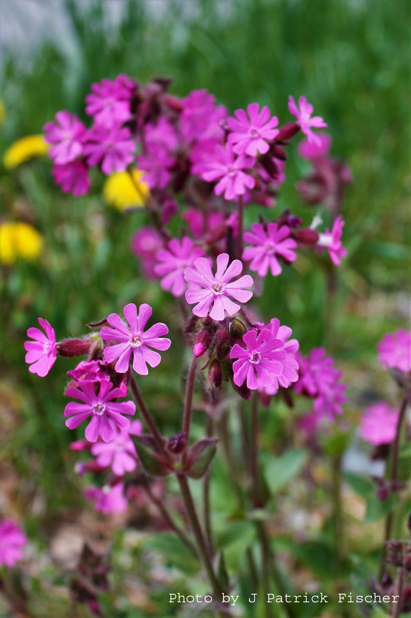 Red Campion 'Purple Prince' - Silene Dioica