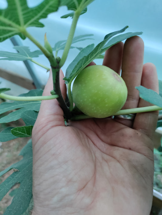 Fig 'Brunswick' - Ficus carica