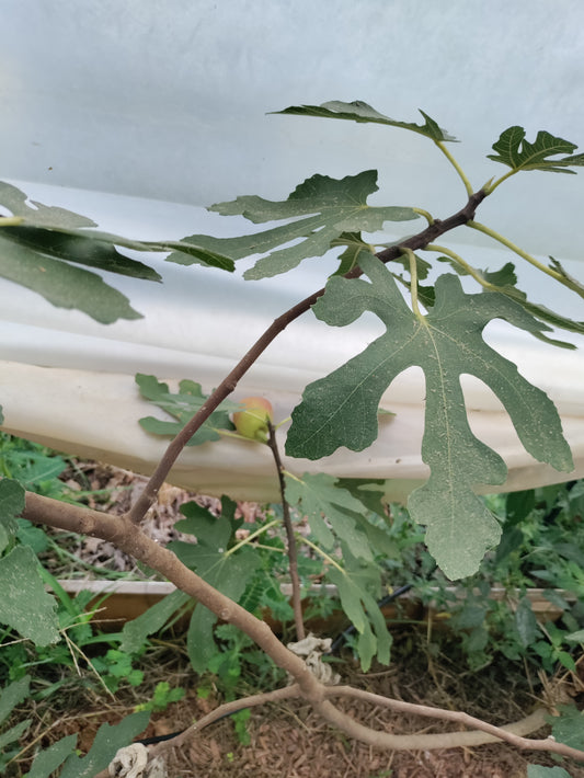 Fig 'Brunswick' - Ficus carica