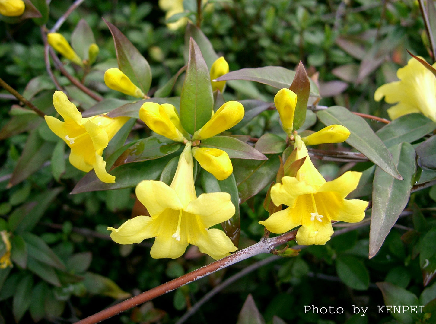 Carolina Jessamine - Gelsemium sempervirens