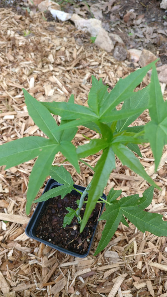 Hibiscus 'Alba'  - White Texas Star - Hibiscus Coccineus