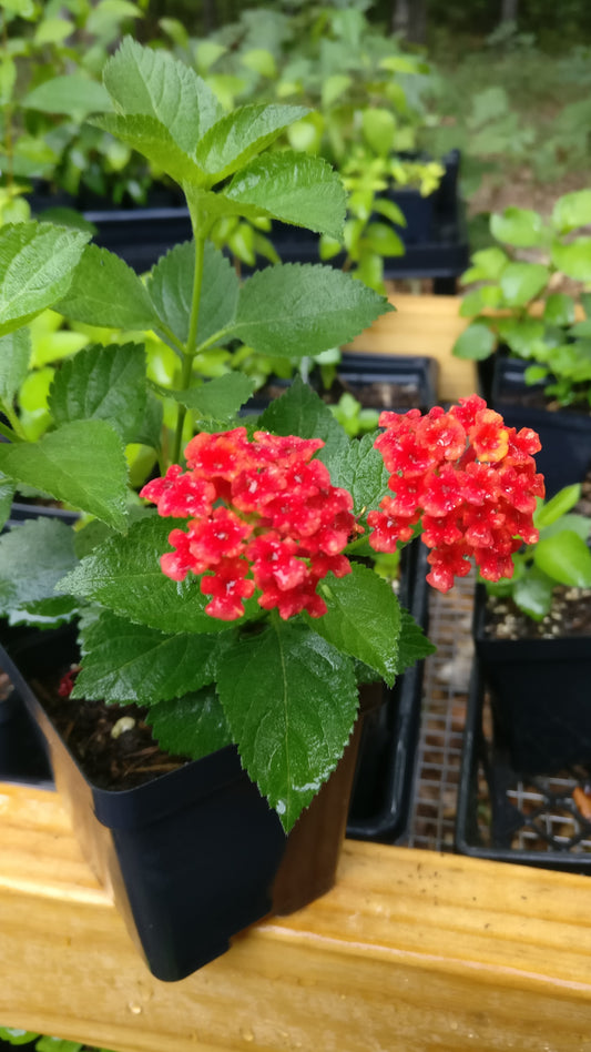 Lantana, Red