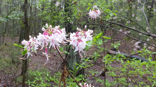 Piedmont Azalea - Rhododendron canescens