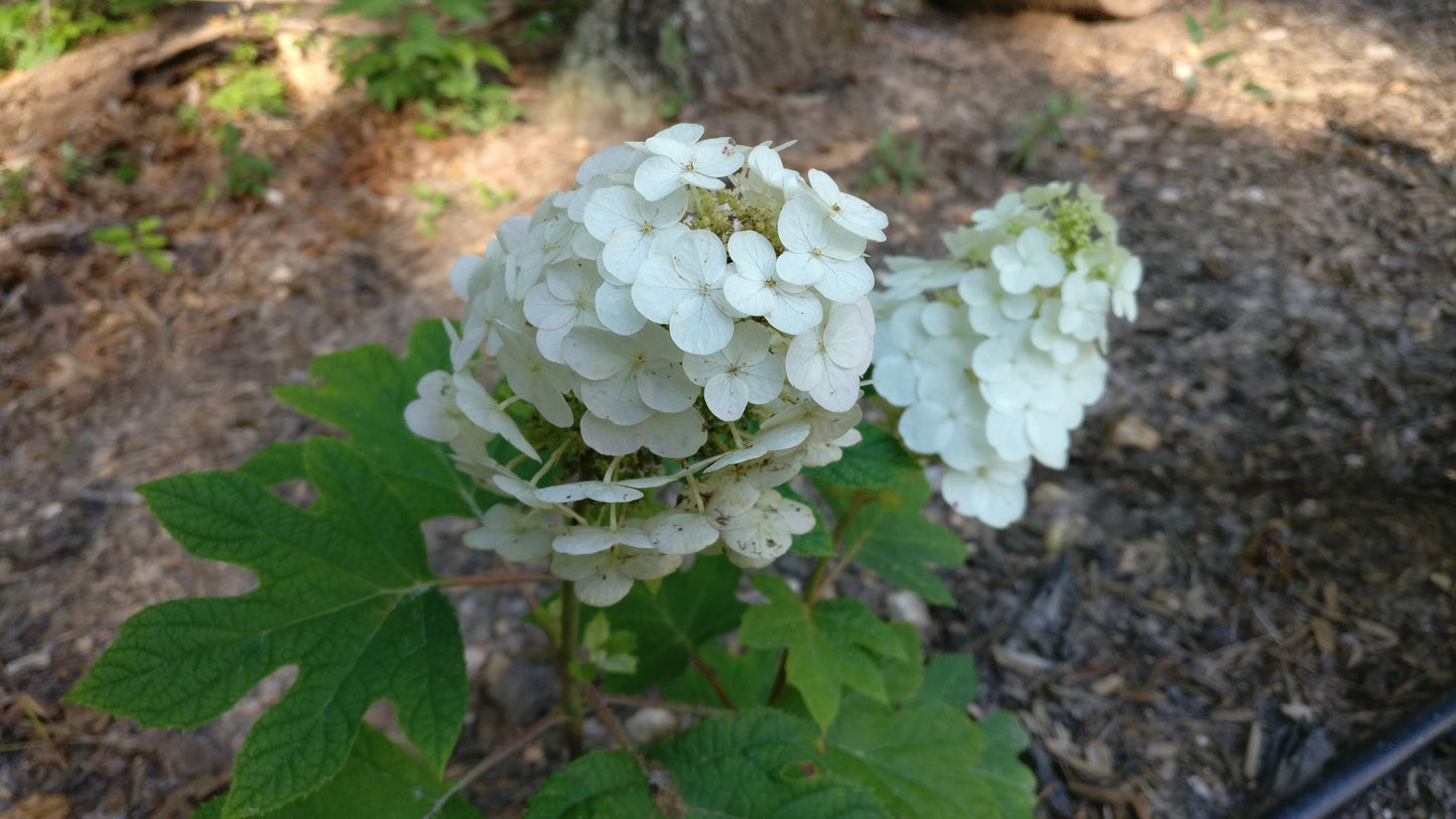 Hydrangea 'Ruby Slippers' - Hydrangea quercifolia