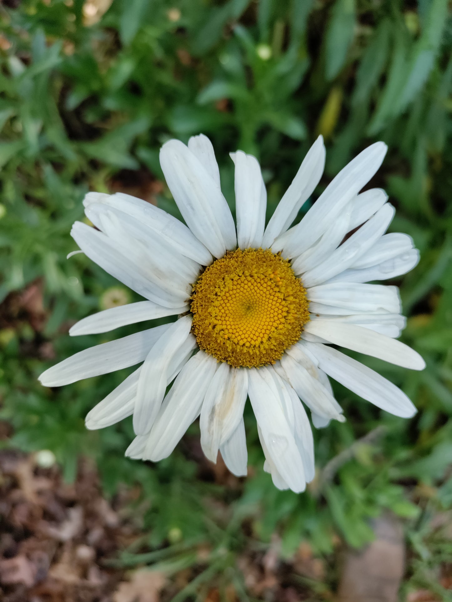 Shasta Daisy 'Alaska' - Leucanthemum superbum