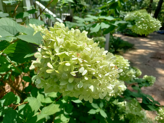 Hydrangea 'Limelight' - Hydrangea paniculata