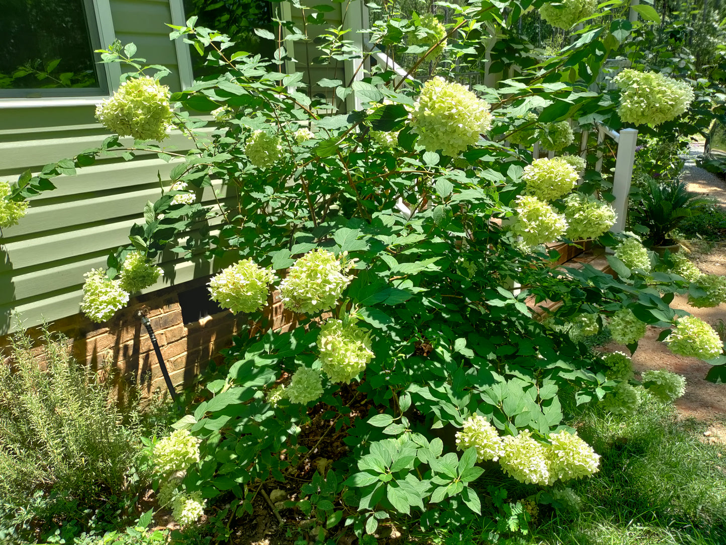 Hydrangea 'Limelight' - Hydrangea paniculata