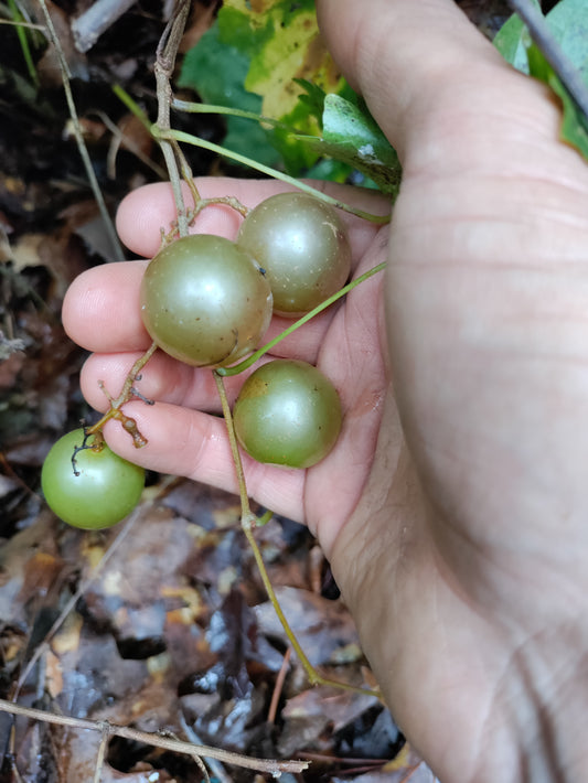 Muscadine 'Dixie Red'