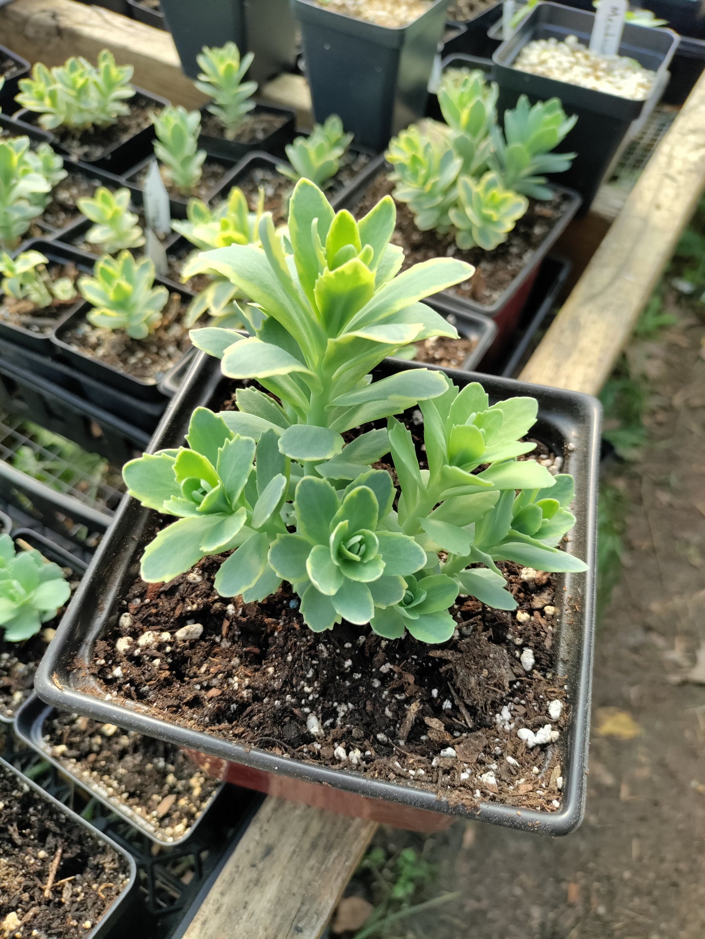 Stonecrop 'Lajos' - Autumn Charm