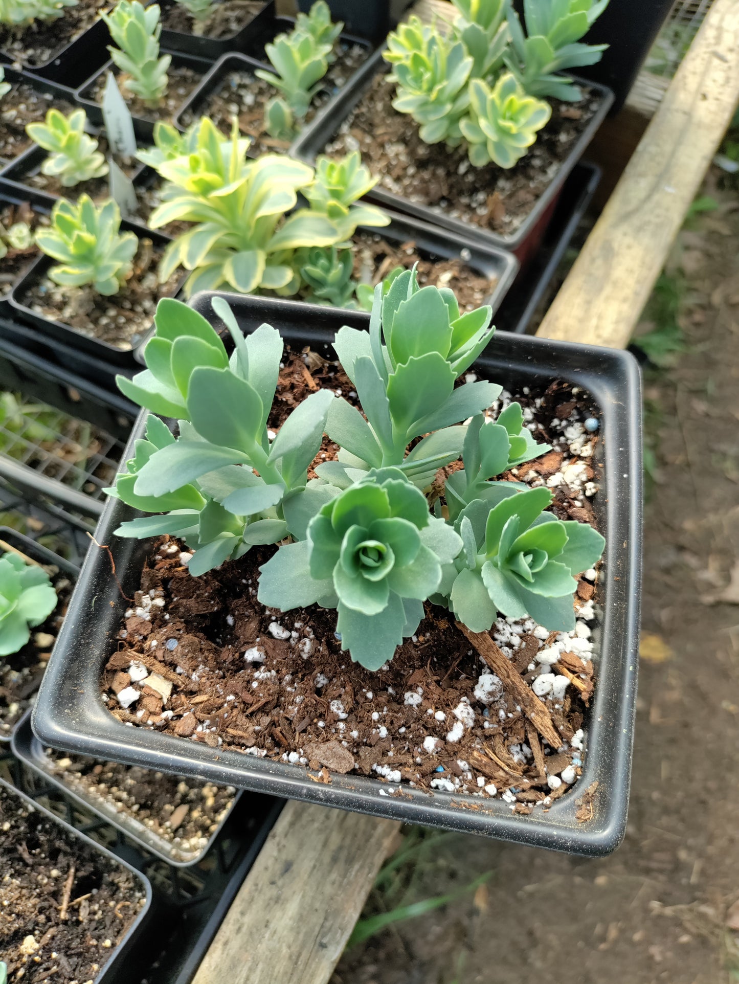 Stonecrop 'Autumn Joy' - Hylotelephium spectabile