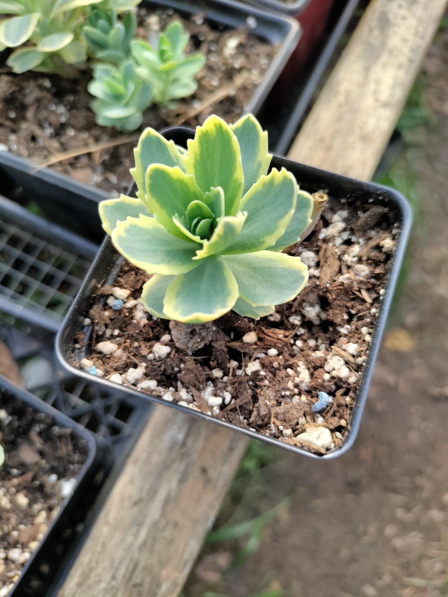 Stonecrop 'Lajos' - Autumn Charm