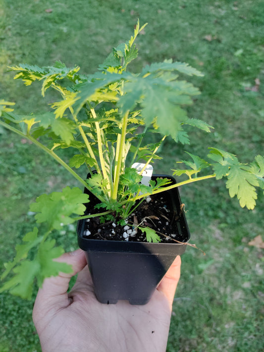 Feverfew  - Tanacetum parthenium