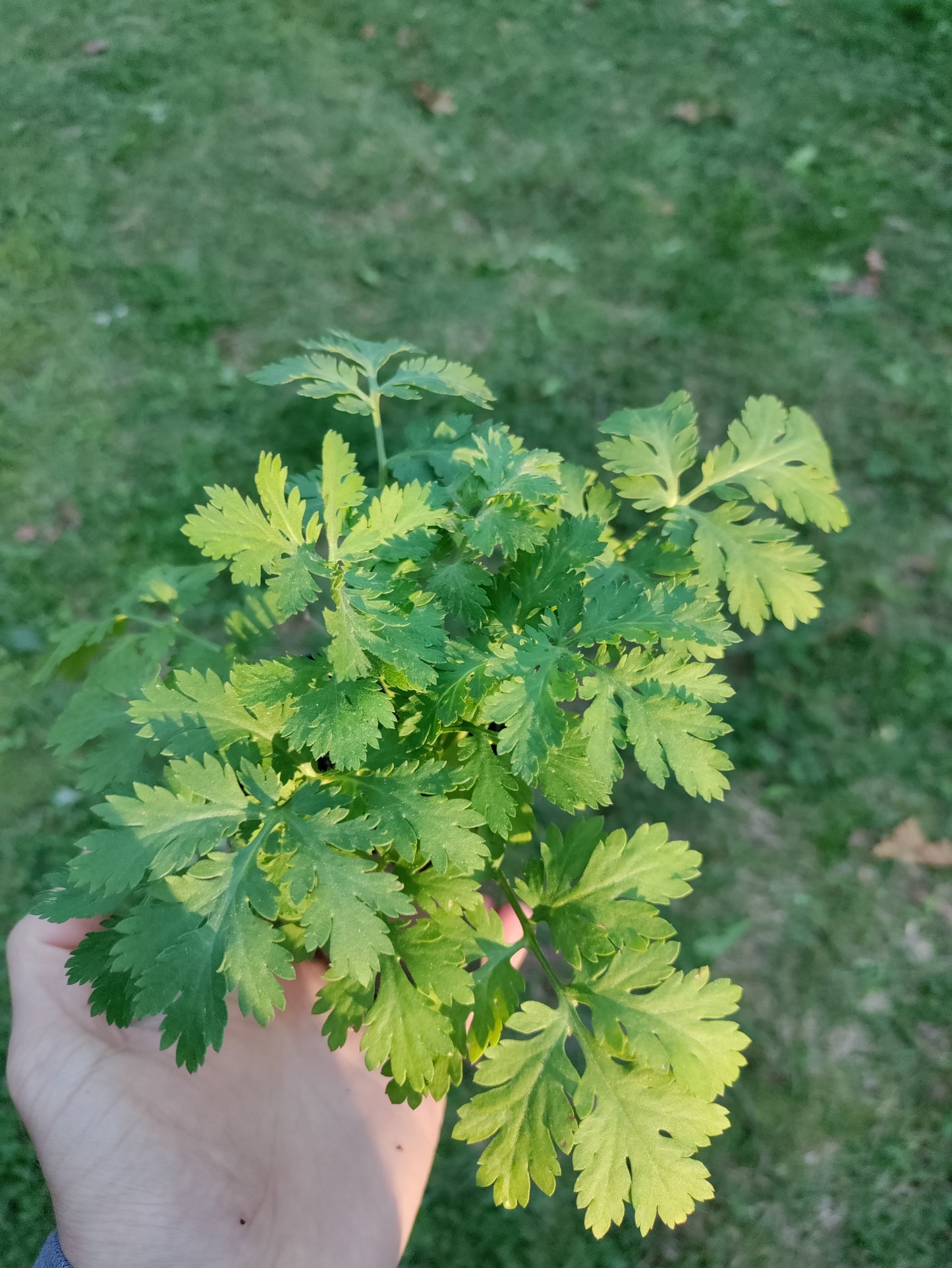 Feverfew  - Tanacetum parthenium