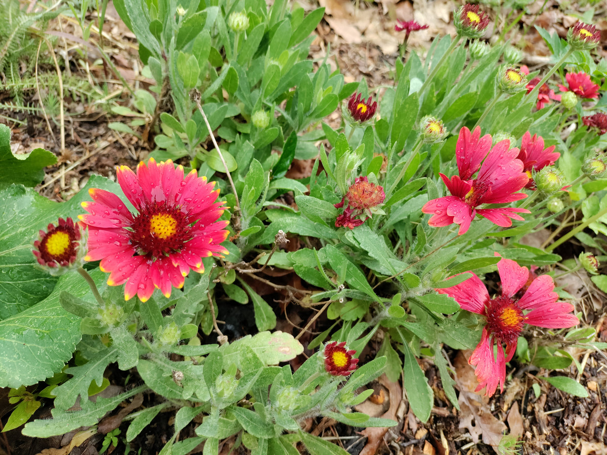 Blanket Flower 'Arizona Red Shades' - Gaillardia