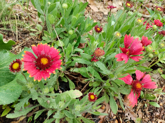 Blanket Flower 'Arizona Red Shades' - Gaillardia