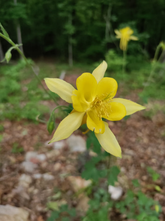 Columbine yellow - Aquilegia
