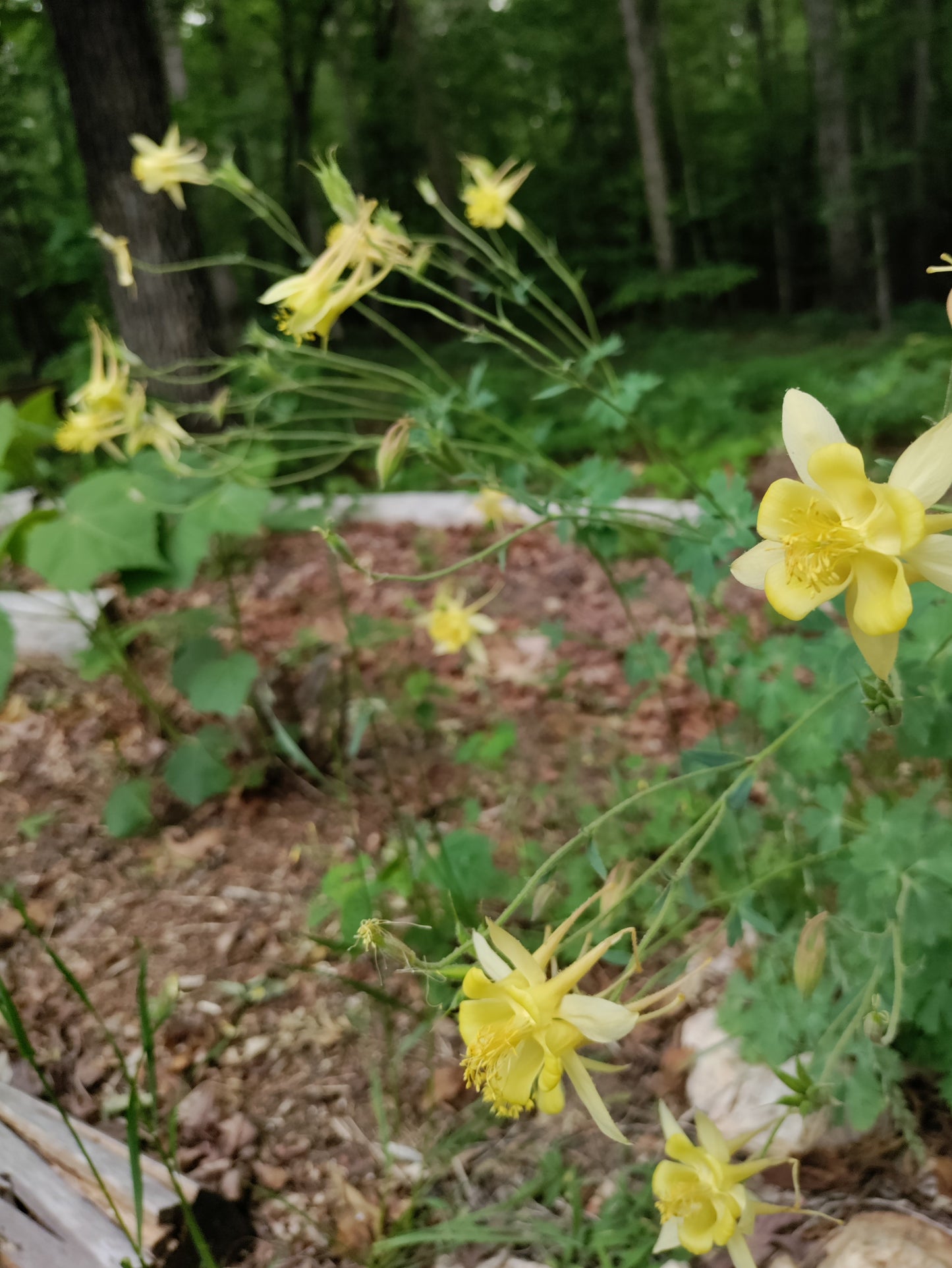 Columbine yellow - Aquilegia