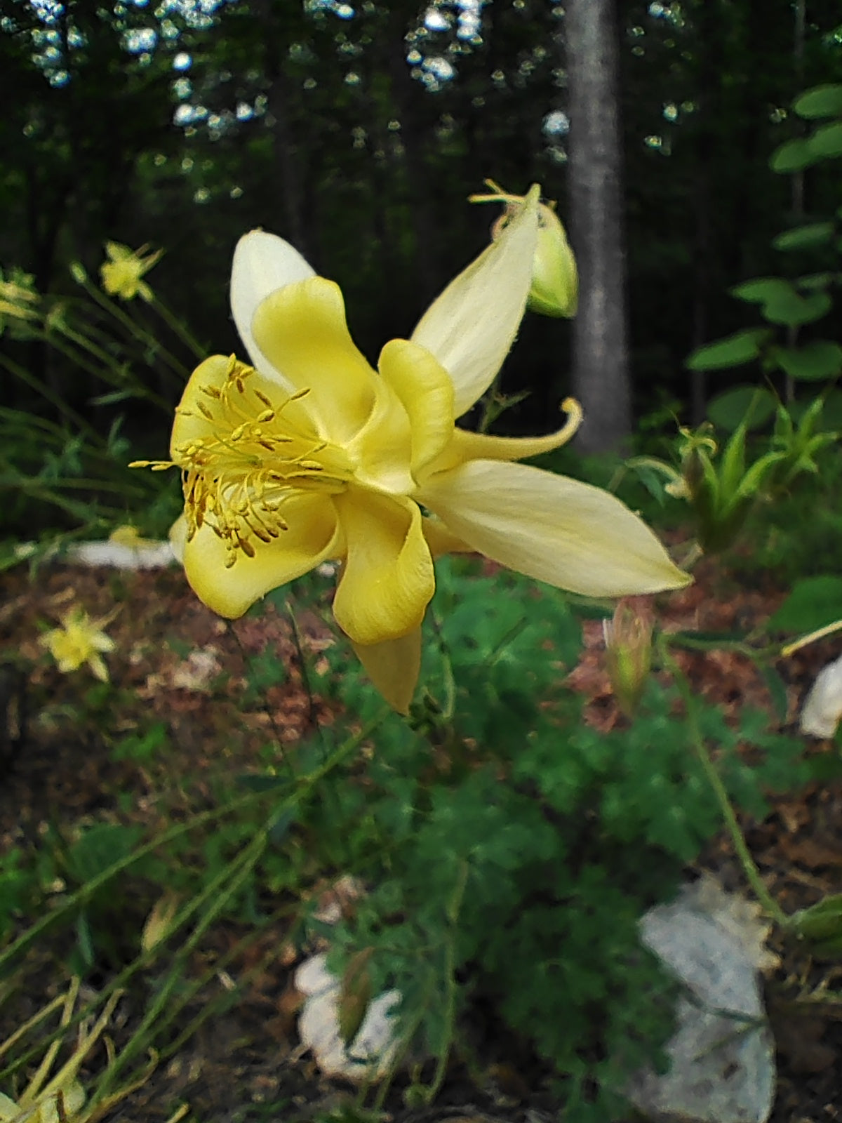 Columbine yellow - Aquilegia