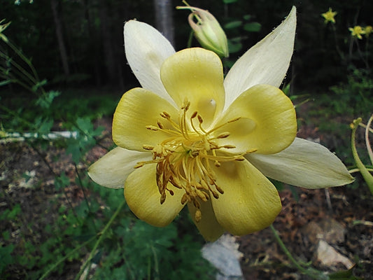 Columbine yellow - Aquilegia